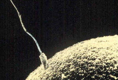 Ein Spermium dringt in eine Eizelle ein.