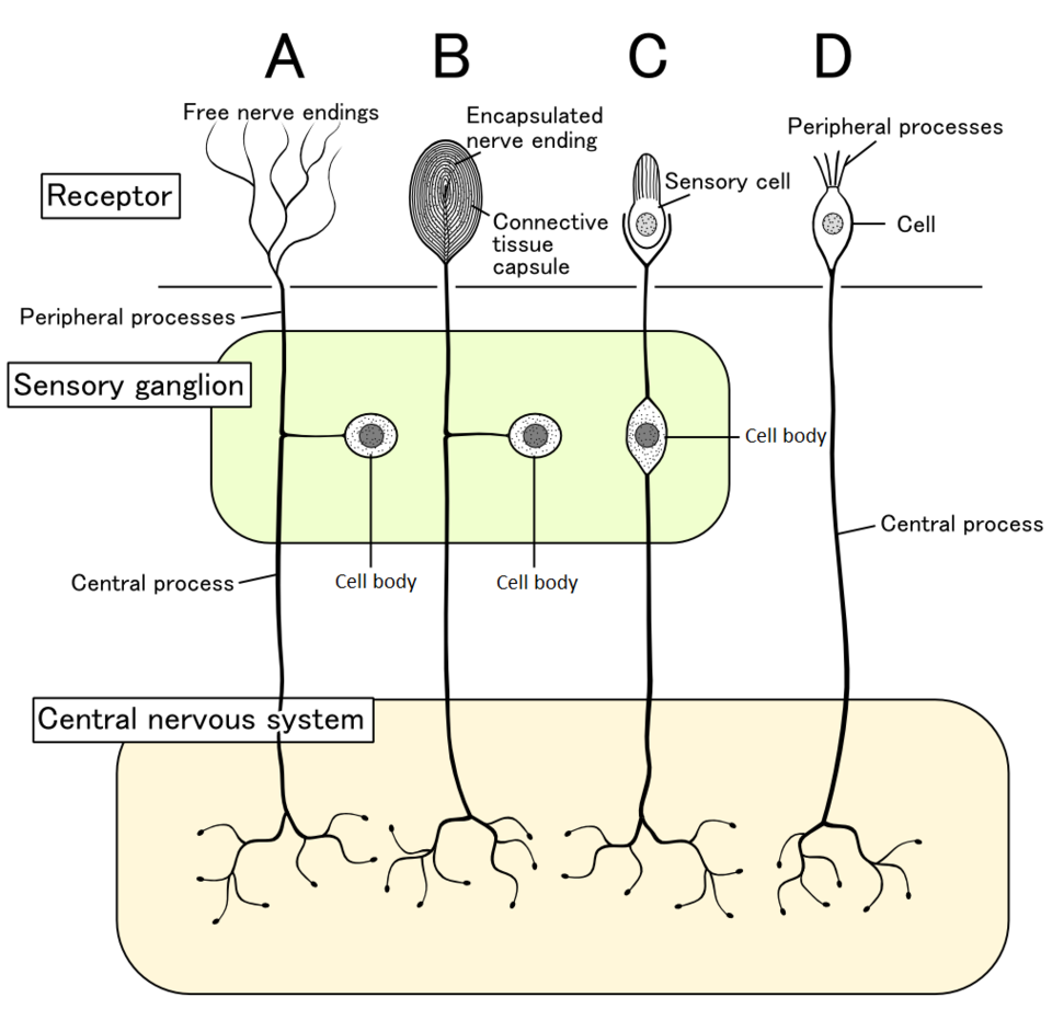 pseudounipolares Neuron