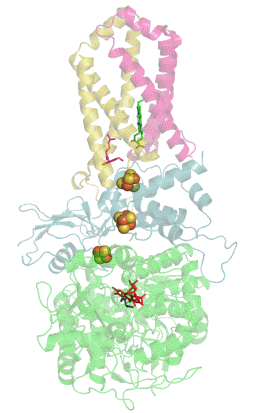 Succinate_Dehydrogenase