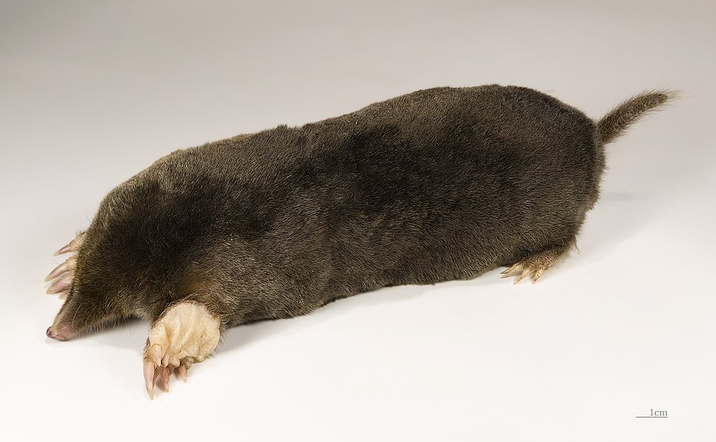 Maulwurf (Talpa europaea)