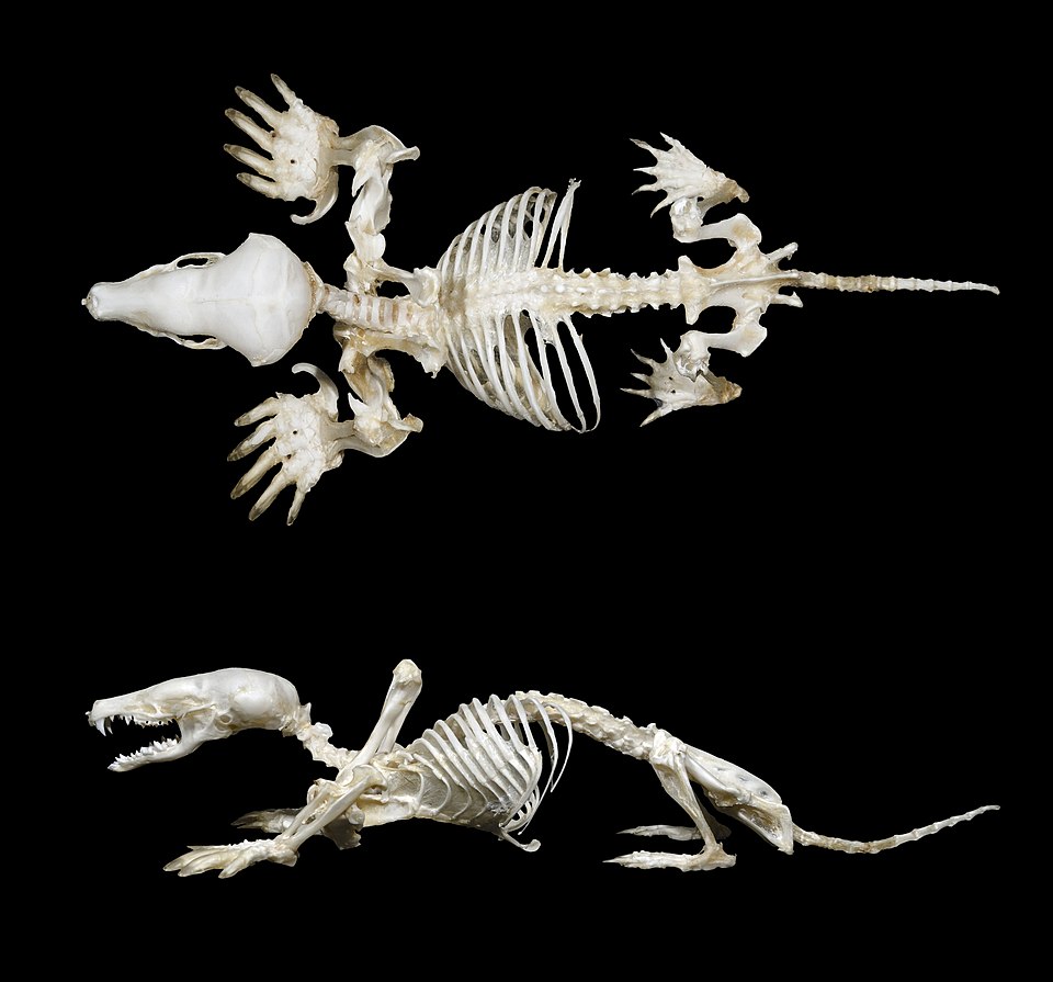 Ansichten des Maulwurf-Skeletts