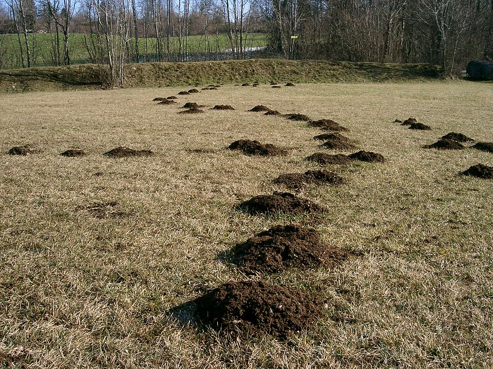 Maulwurfshügel entlang der Gänge unter einer Wiese