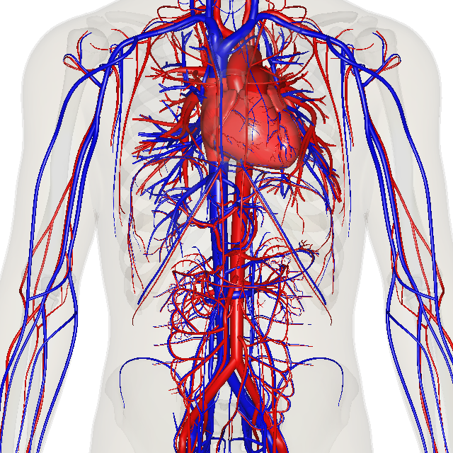 Herz-nahe Arterien und Venen