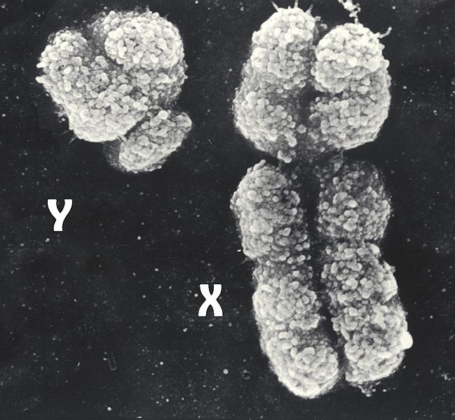 X-Chromosom und Y-_Chromosom