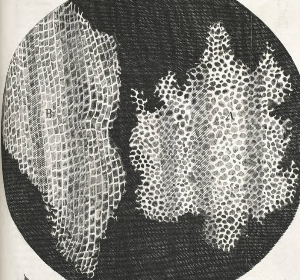 Cells von Robert Hooke