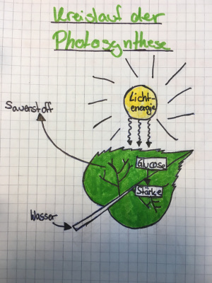 Fotosynthese von Dafina