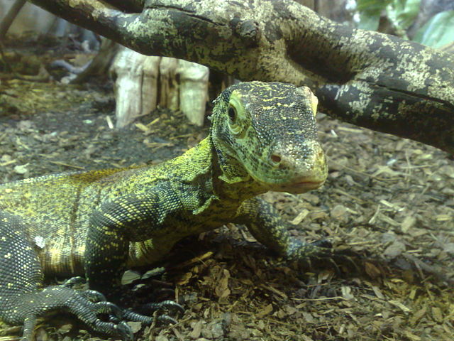 junger Komodowaran aus Wikimedia Commons