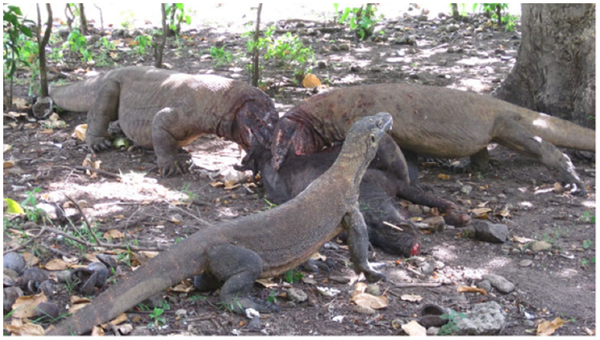  aus Wikimedia Commons