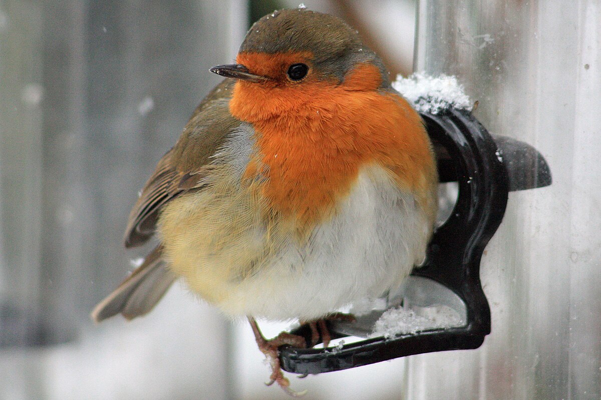 Rotkehlchen aus Wikimedia Commons