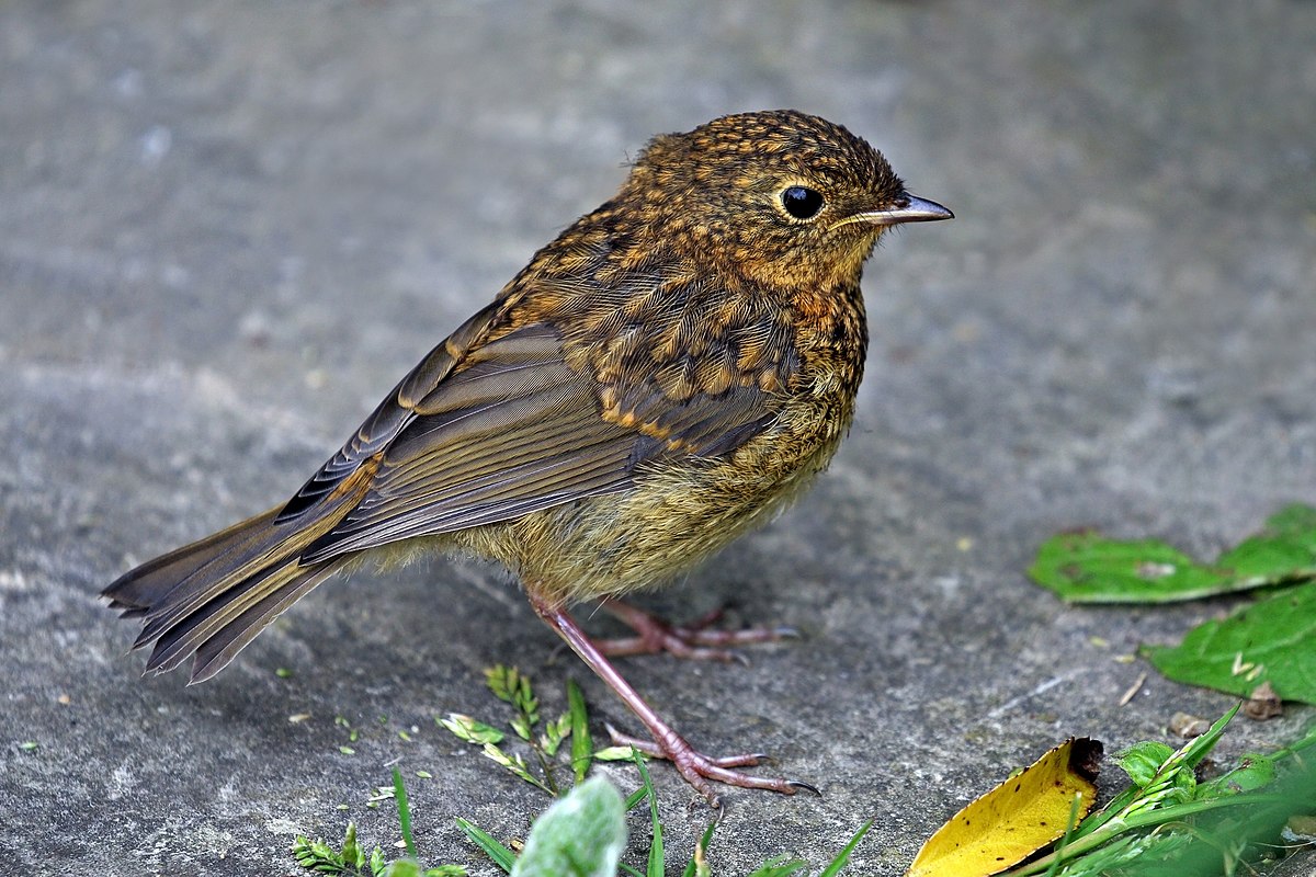 Rotkehlchen aus Wikimedia Commons