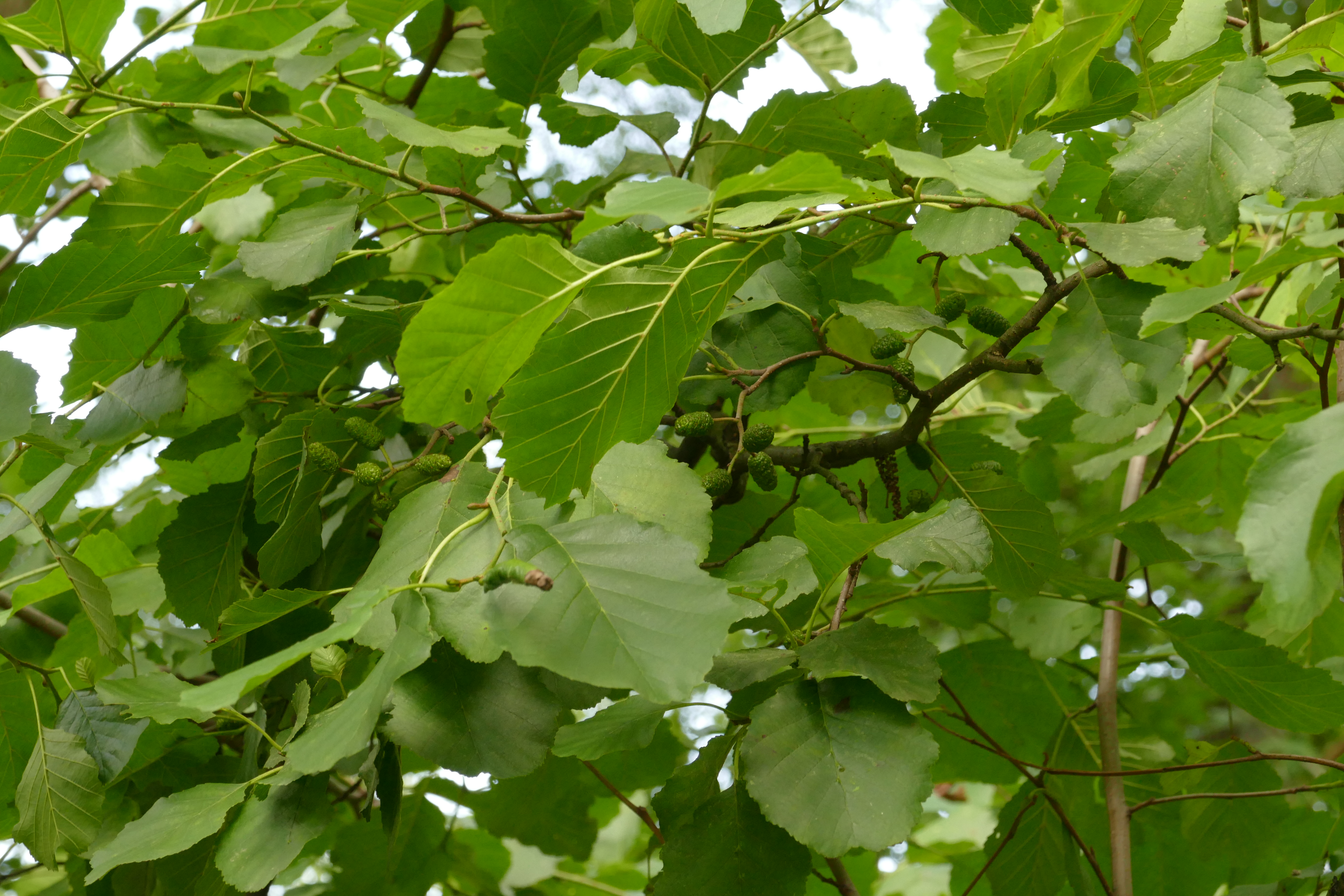 Bl&auml;tter und Zapfen der Schwarzerle