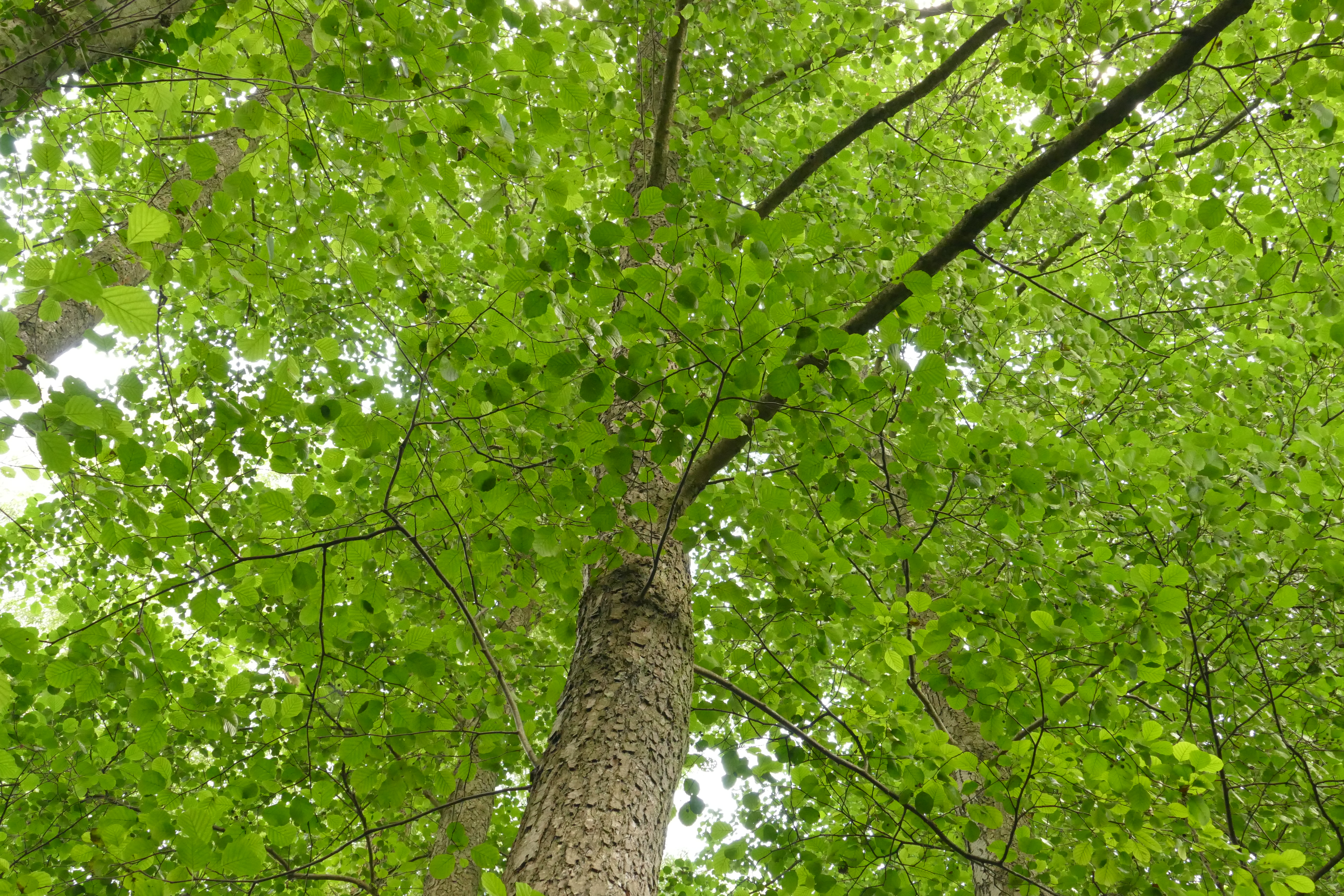 Schwarzerlen-Baumkrone